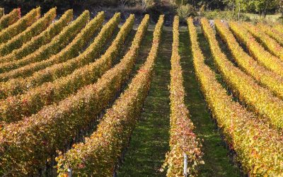 Consultazione pubblica sulle scelte strategiche per il futuro dell’agricoltura in Valle d’Aosta