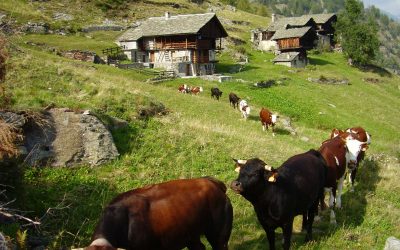 Carne Valdostana – Viande Valdôtaine